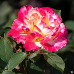 Rose 'Double Delight' -Plant Sales Shop Rosa HybridTea DoubleDelight4