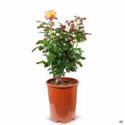 Enchanted Peace™ Rose -Plant Sales Shop Rosa HybridTea EnchantedPeace 5gal