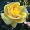 Eternal Flame™ Rose