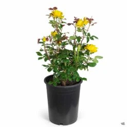 Rose 'Henry Fonda' 9 Rose 'Henry Fonda' -Plant Sales Shop Rosa HybridTea HenryFonda 5gal db638375 37d4 4f1a a60a 1a87c90eb52c