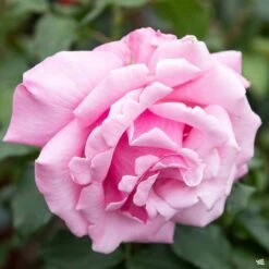 Memorial Day™ Rose