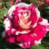 Rose 'Neil Diamond'