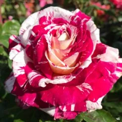 Rose 'Neil Diamond'