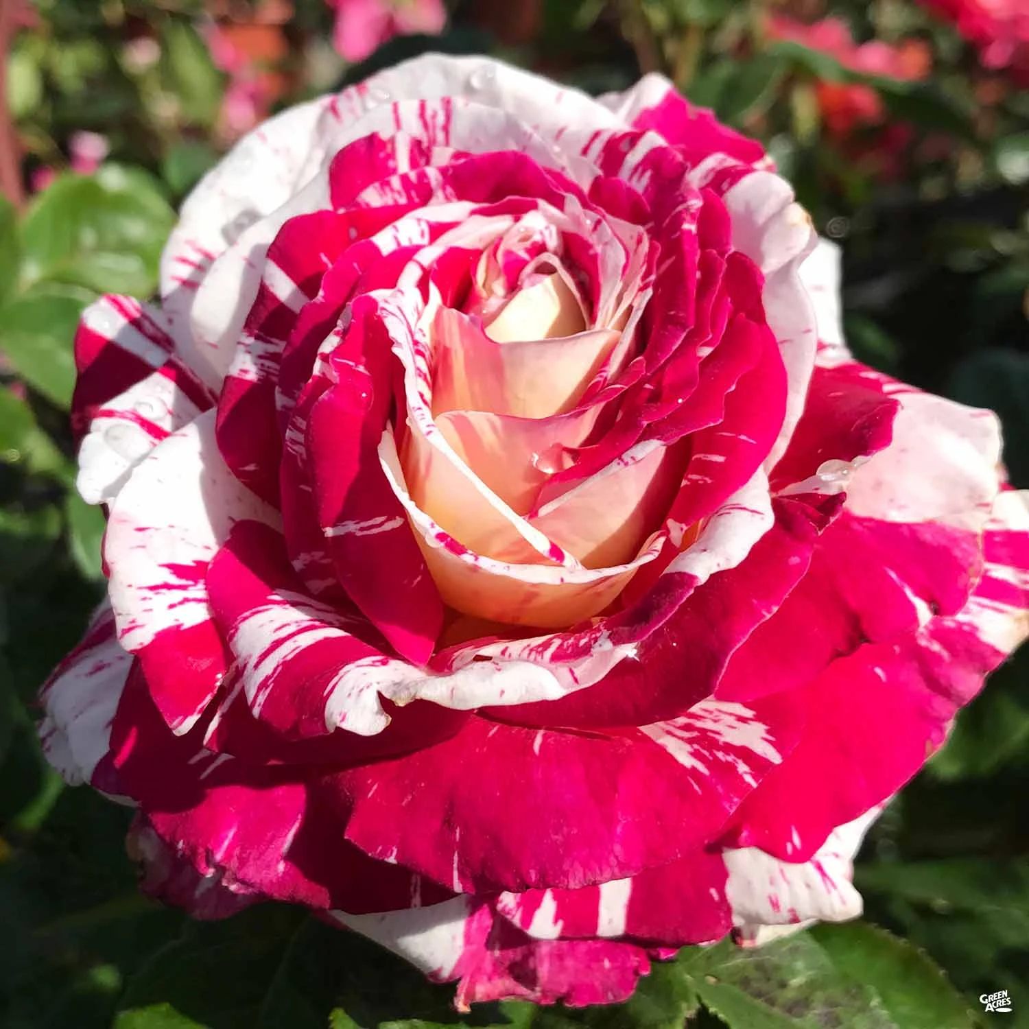 Rose 'Neil Diamond' 1 Rose 'Neil Diamond'