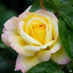 Rose 'Peace' -Plant Sales Shop Rosa HybridTea PeaceRose2