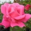 Rose 'Perfume Delight'