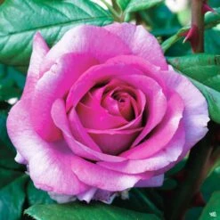 Perfume Factory™ Rose