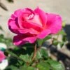 Rose 'Pink Peace'