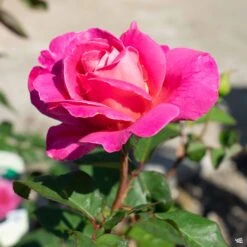 Rose 'Pink Peace'