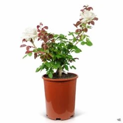 Rose 'Pope John Paul II' -Plant Sales Shop Rosa HybridTea PopeJohnPaulII 5gal