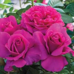 Pretty Lady Rose™ Rose