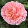 Princess Charlene De Monaco® Rose