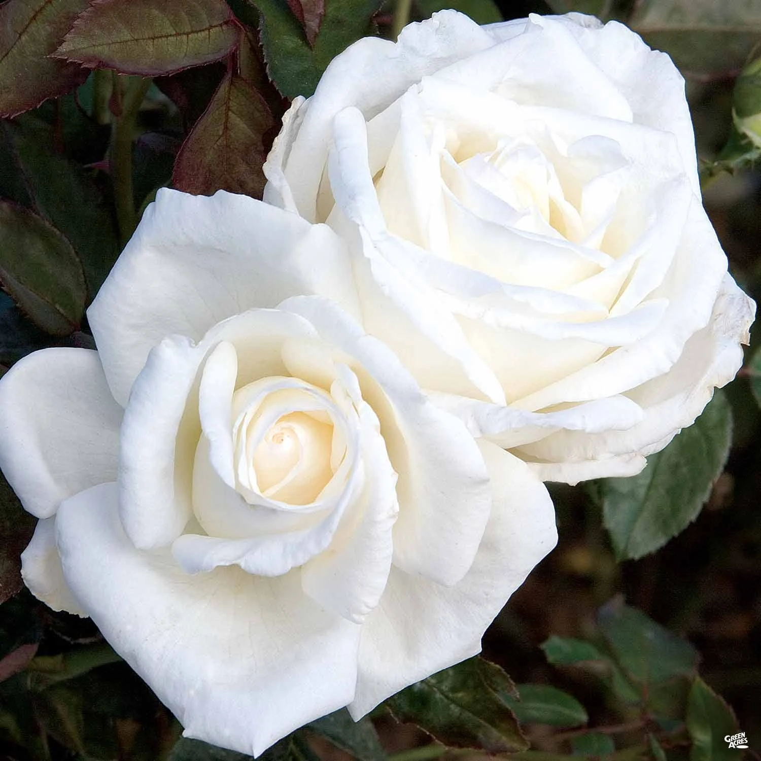 Queen Mary 2™ Rose 2 Queen Mary 2™ Rose - Image 2