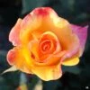 Rose 'Rio Samba'