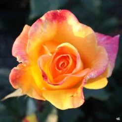 Rose 'Rio Samba'