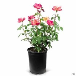 Rose 'Rio Samba' -Plant Sales Shop Rosa HybridTea RioSamba 5gal