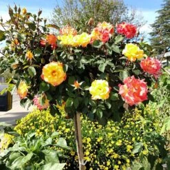 Rose 'Rio Samba' -Plant Sales Shop Rosa HybridTea RioSamba PatioTree