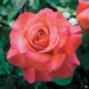Rose 'Sedona'