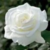 Sugar Moon™ Rose