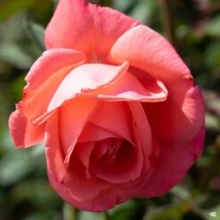 Rose 'Tropicana'