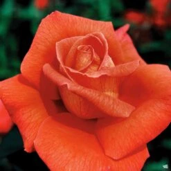 Rose 'Voodoo'