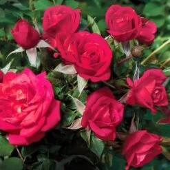 Be My Baby™ Miniature Rose