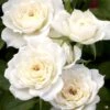 Bridal Sunblaze® Miniature Rose