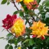 Miniature Rose 'Rainbow's End'