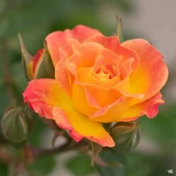 Tiddly Winks™ Miniature Rose