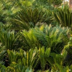Sago Palm -Plant Sales Shop SagoPalm CycasRevoluta2