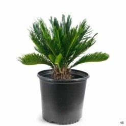 Sago Palm -Plant Sales Shop SagoPalm CycasRevoluta 10in 6658ee87 9b68 4cfd 8acd 61fa9cbdaf6b