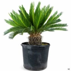 Sago Palm -Plant Sales Shop SagoPalm CycasRevoluta 14in a65ead0e bc6a 4a73 8e82 862e084e3870