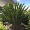 Sago Palm