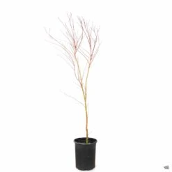 Coral Bark Maple -Plant Sales Shop SangoKaku 5gal NoFoliage 1b6a9c84 deb1 49ef 824f 77b0b9773874