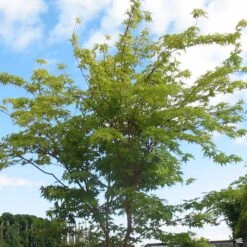 Coral Bark Maple -Plant Sales Shop SangoKaku SpringGreen