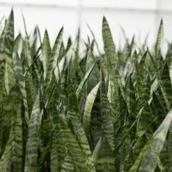 Snake Plant 'Zeylanica'