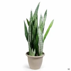 Snake Plant 'Zeylanica' -Plant Sales Shop Sansevieria Zeylanica 12inCachePot