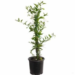 White Potato Vine Stake -Plant Sales Shop SolanumJasminoides PotatoVine 1gal 153f2c6c 79f9 4f29 9098 10c52681149a