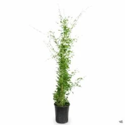 White Potato Vine Stake -Plant Sales Shop SolanumJasminoides PotatoVine 5gal 765d0e27 a4a2 47d9 8ba6 37308167ef9c