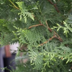Western Red Cedar 'Green Giant'