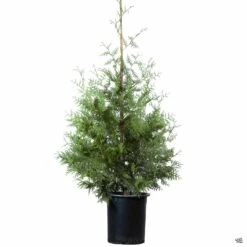 Western Red Cedar 'Green Giant' -Plant Sales Shop Thuja GreenGiant 15gal b135e1e1 a292 47ec a771 59314857b7d5