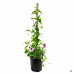 Black-Eyed Susan Vine -Plant Sales Shop Thunbergia BlackEyedSusan Pink 1gal 700ec8e5 1686 49ee bd7f f09621d61e01
