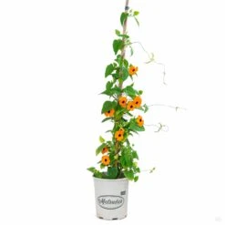 Black-Eyed Susan Vine -Plant Sales Shop Thunbergia BlackEyedSusan SunnyOrangeWonder 1gal fe1c36e6 09ce 4b06 82d8 e3022ff4e20f
