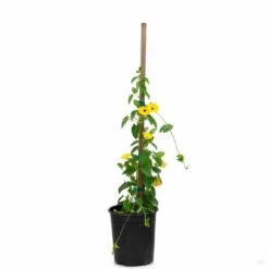 Black-Eyed Susan Vine -Plant Sales Shop Thunbergia BlackEyedSusan SunnySusyApricot 1gal 76eafdc6 edab 4bdf b82a 9eede8450f58