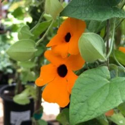 Black-Eyed Susan Vine -Plant Sales Shop Thunbergia BlackEyedSusan SunnySusyRedOrange