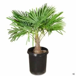 Windmill Palm -Plant Sales Shop TrachycarpusFortunei 15gal 83b1b7f4 d9c2 4cd8 8f0e 3c472a454dc2