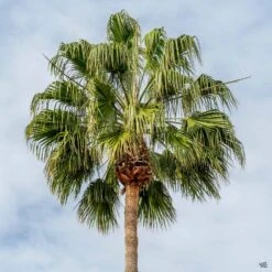 Mexican Fan Palm
