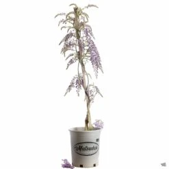 Wisteria 'Cooke's Purple' Staked -Plant Sales Shop Wisteria CookesPurple 5gal 793af39c ced4 4602 b93b 2d9d7975d3da