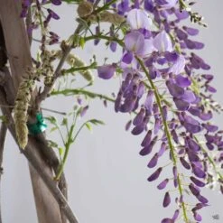 Wisteria 'Cooke's Purple' Staked -Plant Sales Shop Wisteria CookesPurple Tendril