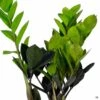 ZZ Plant 'Oscura'